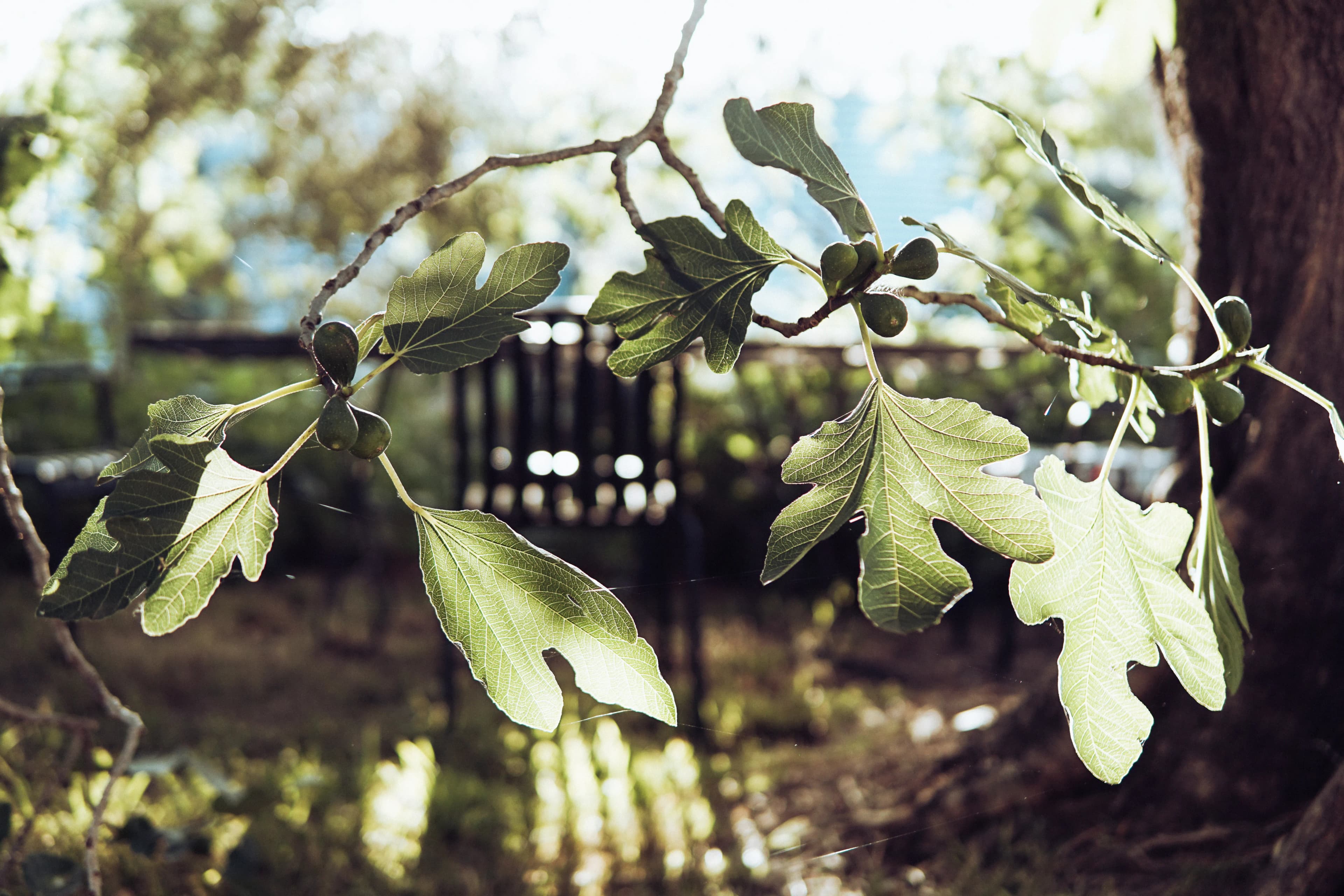 Fig tree branch representing the different lives we imagine