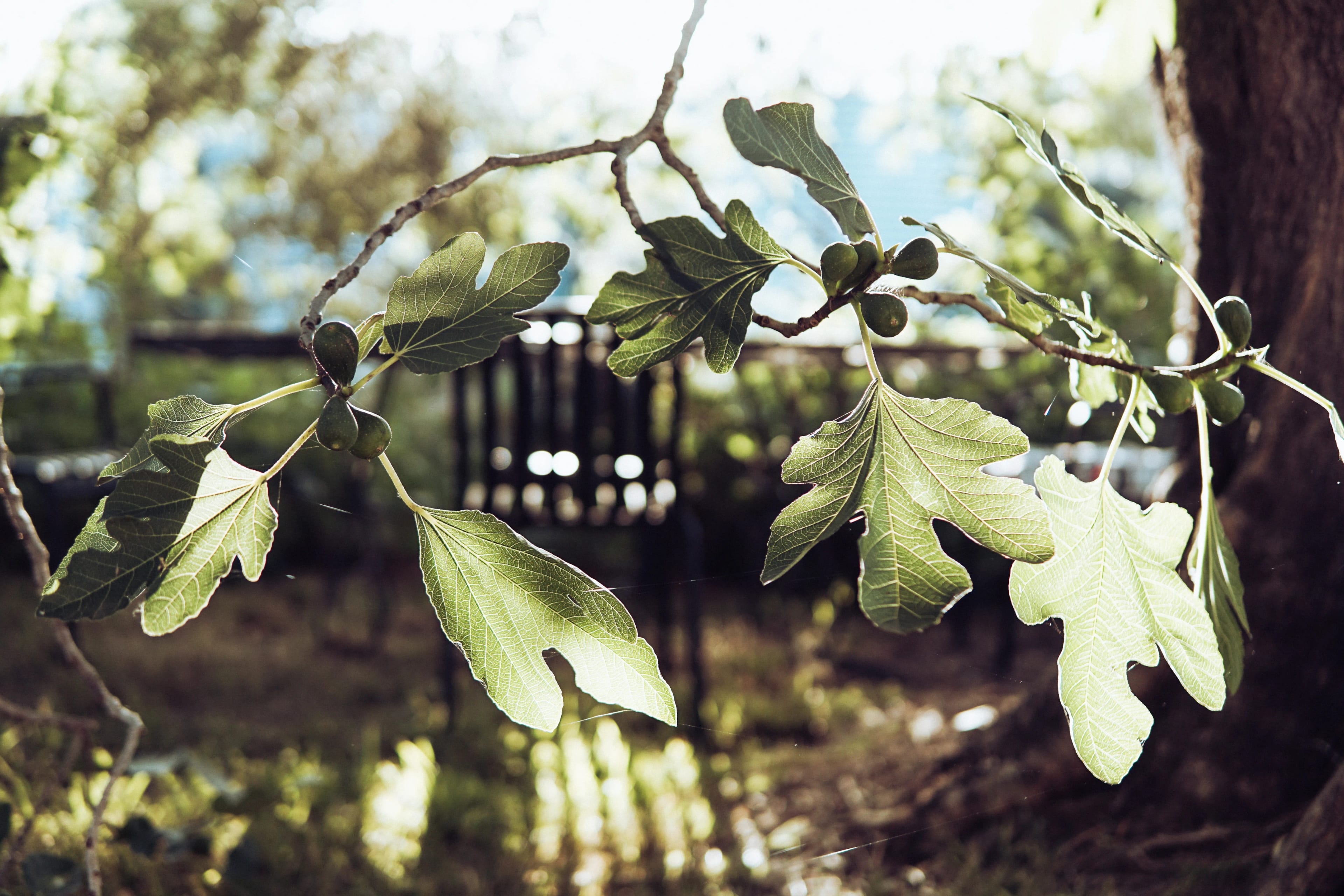 Fig tree branch representing the different lives we imagine